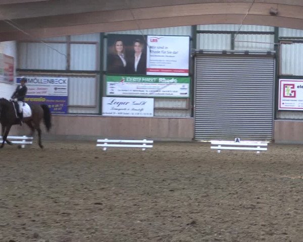 Reitturnier Rhede 2023