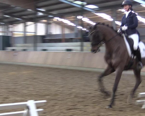 Reitturnier Rhede 2023