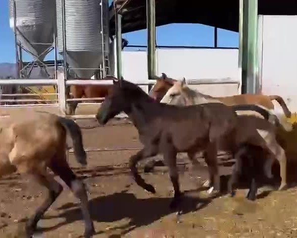 Video von Kefir