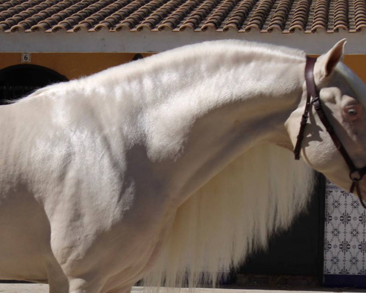 Pferd Kefir (Pura Raza Espanola (PRE), 2022)