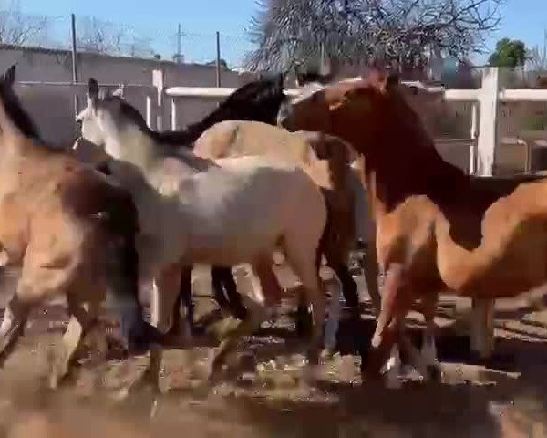 Video von Kefir