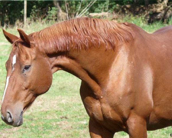 broodmare Weika (Hanoverian, 1995, from Wendehals)