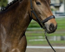 Pferd Lesley (Holsteiner, 2006, von Larinero)