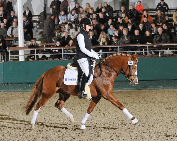 dressage horse Dario (German Riding Pony, 2006, from Dein Freund)