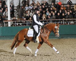 dressage horse Dario (German Riding Pony, 2006, from Dein Freund)