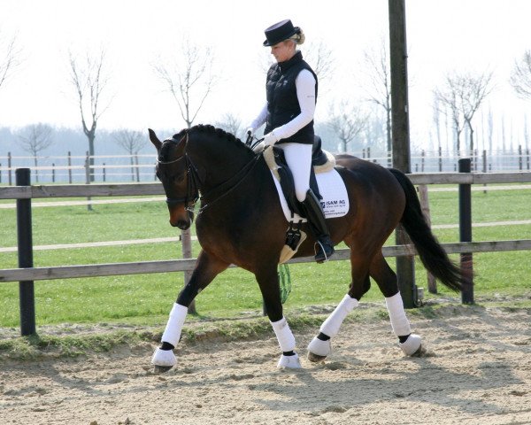 dressage horse Ferrari 110 (Westphalian, 2004, from Fürst Piccolo)