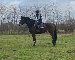 broodmare Franka 173 (Holsteiner, 2013, from Quiwi Dream)