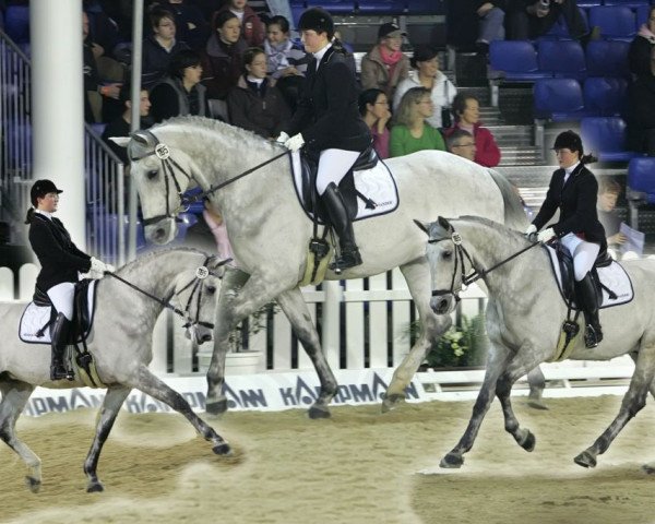 dressage horse William LH (Westphalian, 1998, from Wessex)