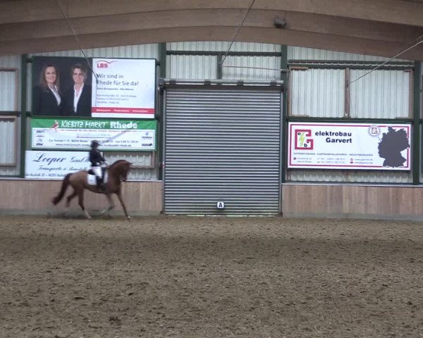 Reitturnier Rhede 2023