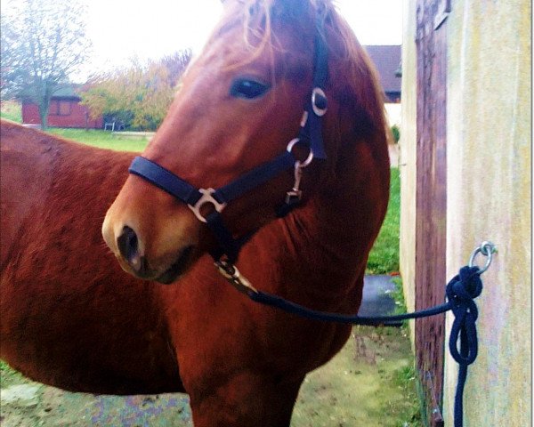 horse Brown Diamond (German Riding Pony, 2007)