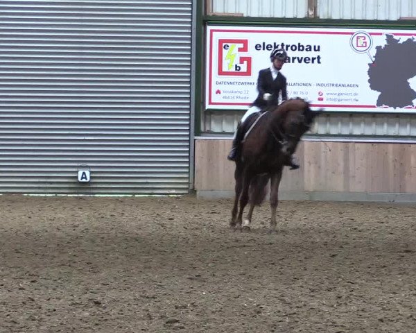 Reitturnier Rhede 2023