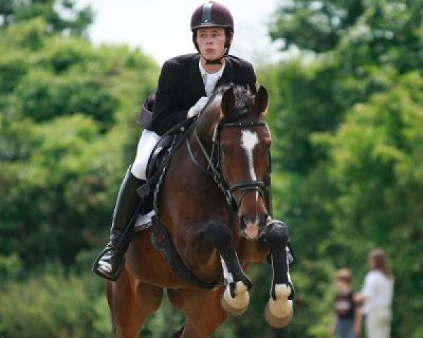 dressage horse Hasandro (Westphalian, 2002, from Harry)