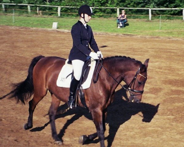 broodmare Lady (Holsteiner, 1992, from Lincoln)
