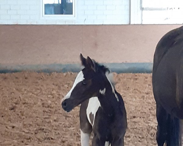 horse Tilsit PS (German noble blood horse, 2021, from Crazy Horse PS)