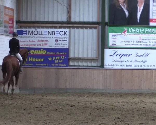 Reitturnier Rhede 2023