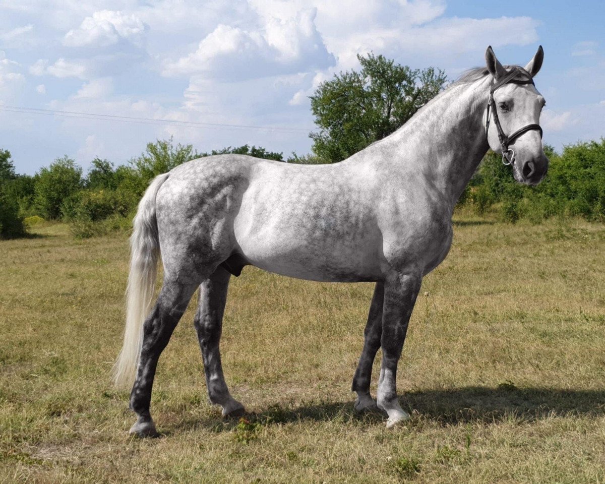 Pferd Bojan (Ungarisches Warmblut, 2016)