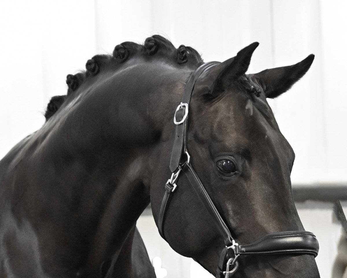 stallion Most Wanted Nero Von Bellin (KWPN (Royal Dutch Sporthorse), 2018, from Morricone)