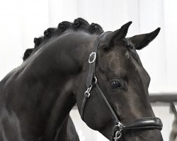 stallion Most Wanted Nero Von Bellin (KWPN (Royal Dutch Sporthorse), 2018, from Morricone)
