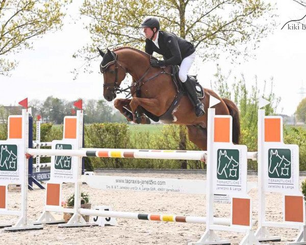 stallion Vigotendro (Zangersheide riding horse, 2016, from Vigo d'Arsouilles)