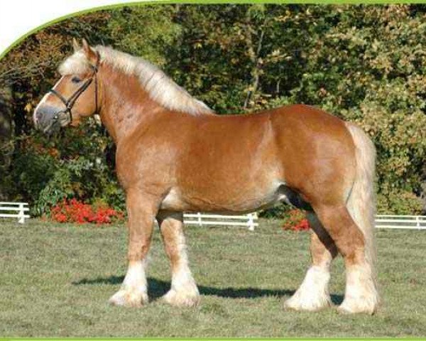 stallion Echo von Dönitz (Altmärkisches Draughthorse, 2001, from Eldor) stallion Echo von Dönitz (Altmärkisches Draughthorse, 2001, from Eldor)