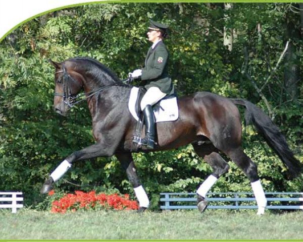 Deckhengst Donnersmarck (Hannoveraner, 1999, von Davignon I)