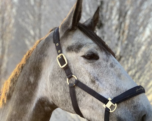 horse Lichtblick (Hanoverian, 2018, from Lissaro)