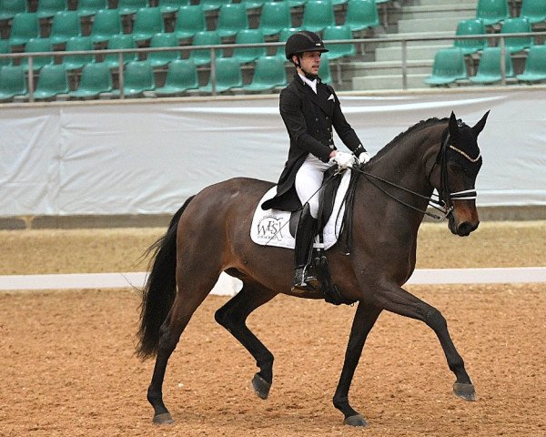 dressage horse Tiffany 410 (Oldenburg, 2014, from Tomahawk)