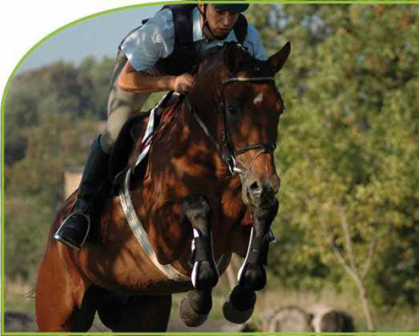 stallion Carel Deak (Trakehner, 2001, from Markus Deak xx) stallion Carel Deak (Trakehner, 2001, from Markus Deak xx)