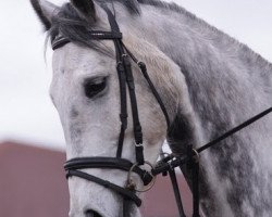 Springpferd Endor 15 (Hannoveraner, 2003, von El Bundy)