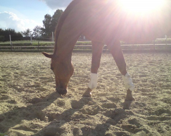 dressage horse Rob Roy 24 (Westphalian, 1997, from Rohdiamant)