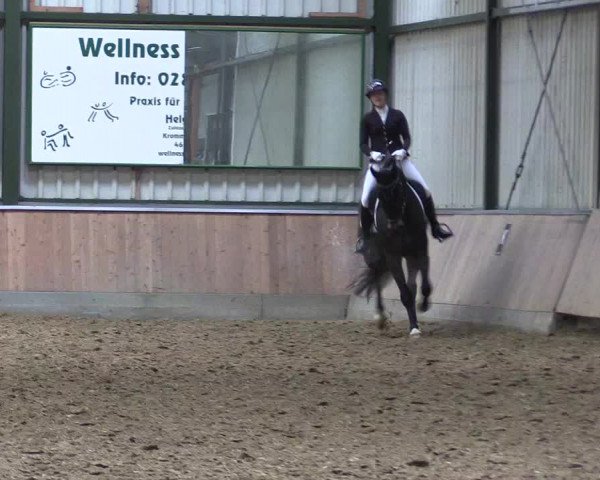 Reitturnier Rhede 2023