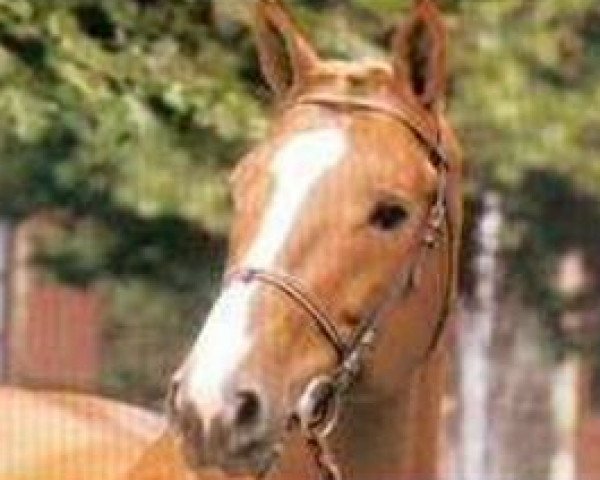 stallion Tresor de Cheux (Selle Français, 1985, from Grand Veneur) stallion Tresor de Cheux (Selle Français, 1985, from Grand Veneur)