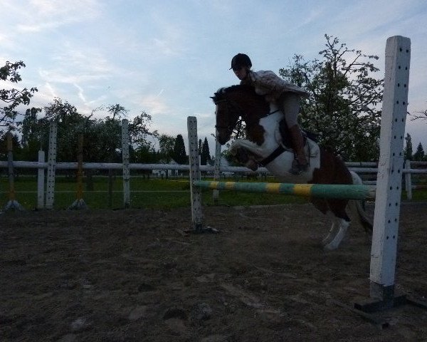 horse Sabrina Blakkur Funi (Polish Pony, 1990)