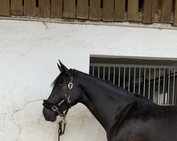 Cavallo da salto Dolly Buster 8 (Cavallo a sangue caldo belga, 2013, di Diarado)