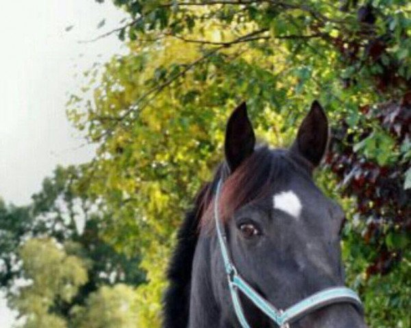 Dressurpferd Pushkin Black Sun (Deutsches Reitpony, 2002, von Piccolo)