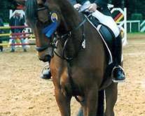 Pferd Marrak (Trakehner, 1988, von Arrak)