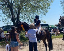 jumper Mia 176 (German Sport Horse, 2014, from Messenger)