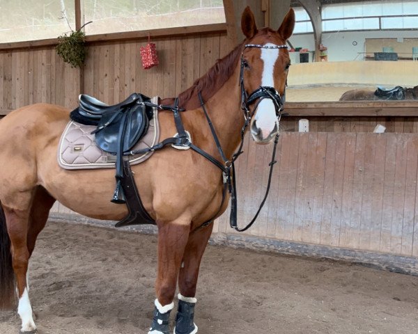 broodmare Giulietta 19 (Hanoverian, 2010, from Graf Top)