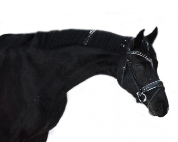 Dressurpferd Quickstep 78 (Hannoveraner, 2018, von Quando Unico FRH) Dressurpferd Quickstep 78 (Hannoveraner, 2018, von Quando Unico FRH)