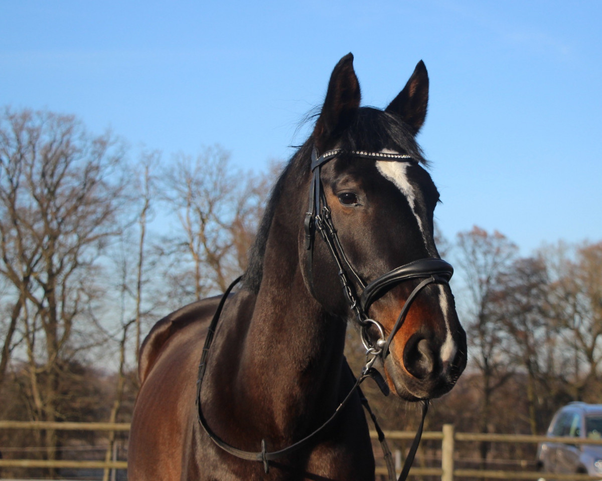 horse Quancorde (Westphalian, 2010, from Quality Time)