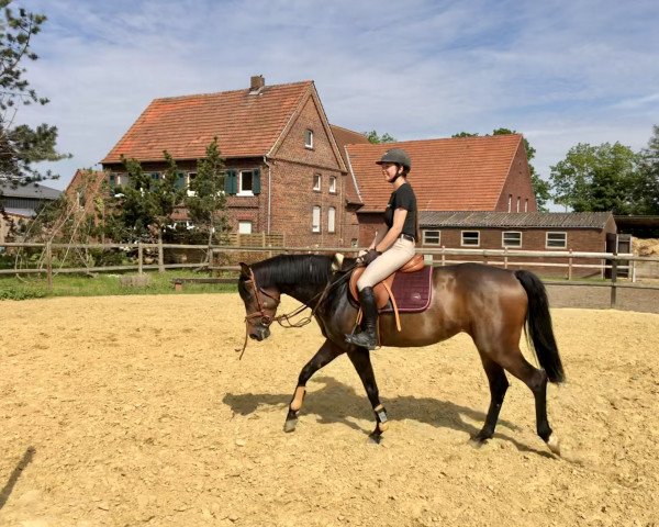 Jumper Wikki-Lotta Ma Petite (German Riding Horse, 2017, from Werdicco)