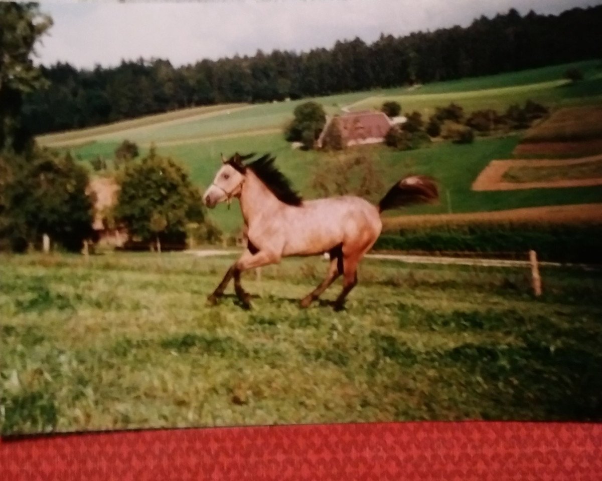 horse Sascha Shahaaby (Arab half breed / Partbred, 1989, from Haram Ibn Halima ox)