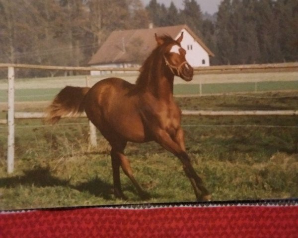 broodmare Halima Bint Hadba (Arabian purebred, 1989, from Haram Ibn Halima ox)
