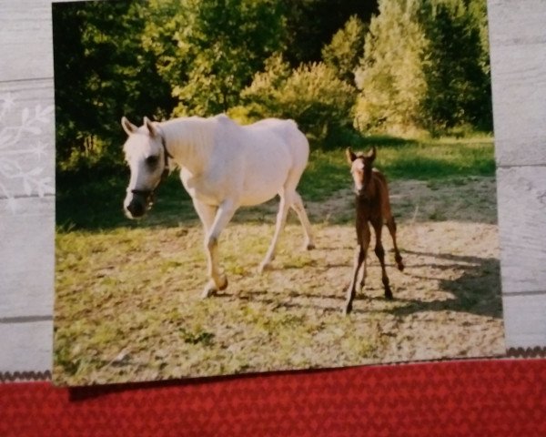 horse Hajdu ox (Arabian purebred, 1990, from Haram Ibn Halima ox)