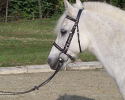 horse Blümchen (Welsh-Pony (Section B), 1986)