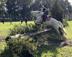 Springpferd Knightbridge Daisy (Connemara-Pony, 2014, von Tempo Active Atlas)