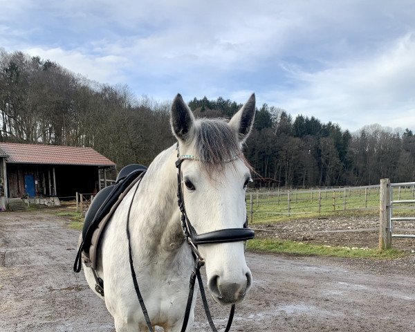 Pferd Namorada (Lusitano, 2017)