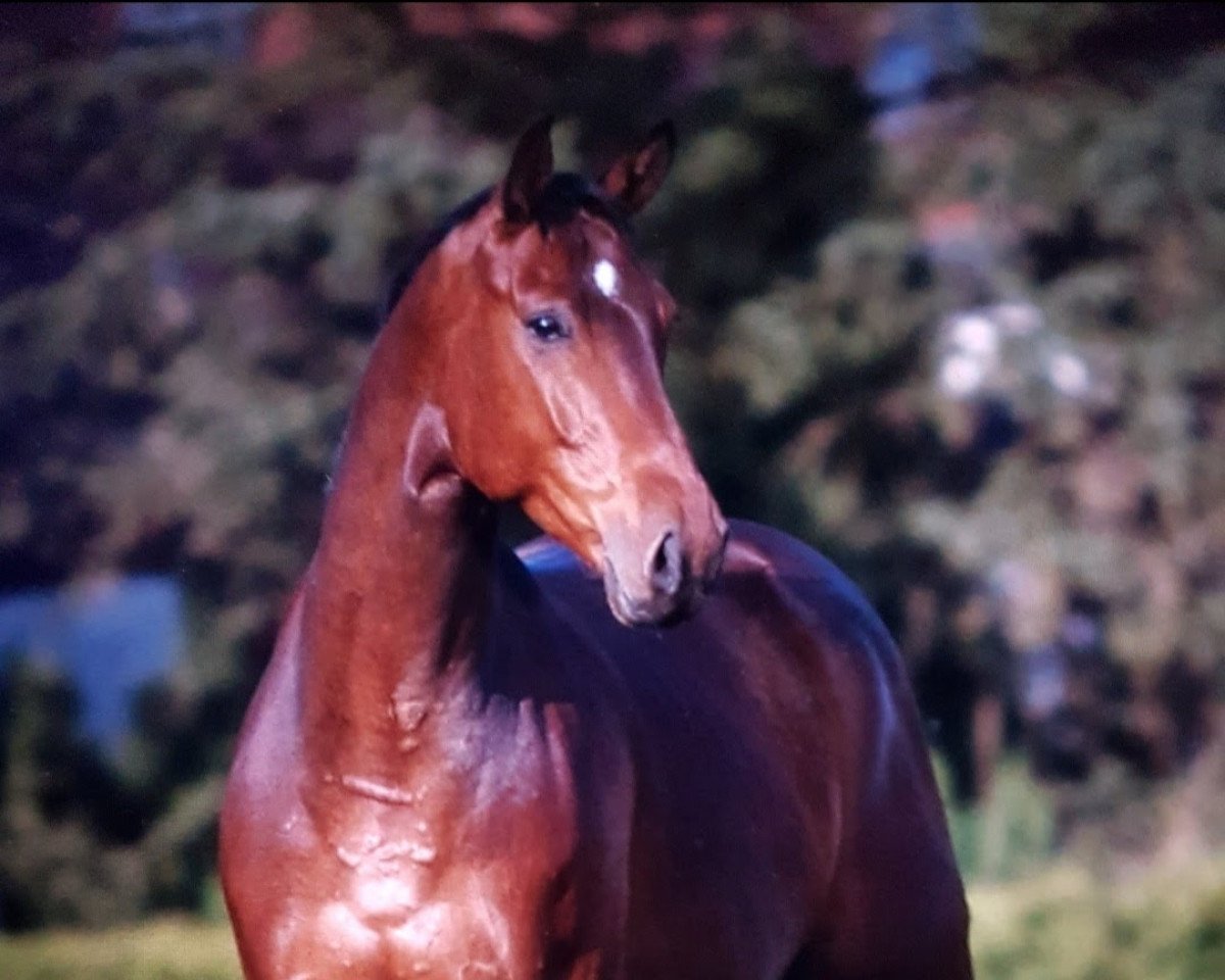 Deckhengst Liquid (Hannoveraner, 2002, von Likoto xx)