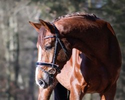 horse Dance for me 7 (Westphalian, 2014, from Diamond Hit)