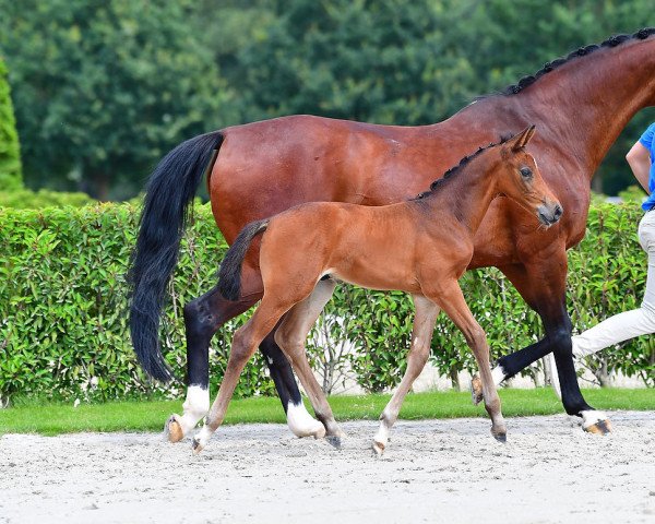 horse Der Kleine Oskar Z (Zangersheide riding horse, 2021, from Dominator 2000 Z)